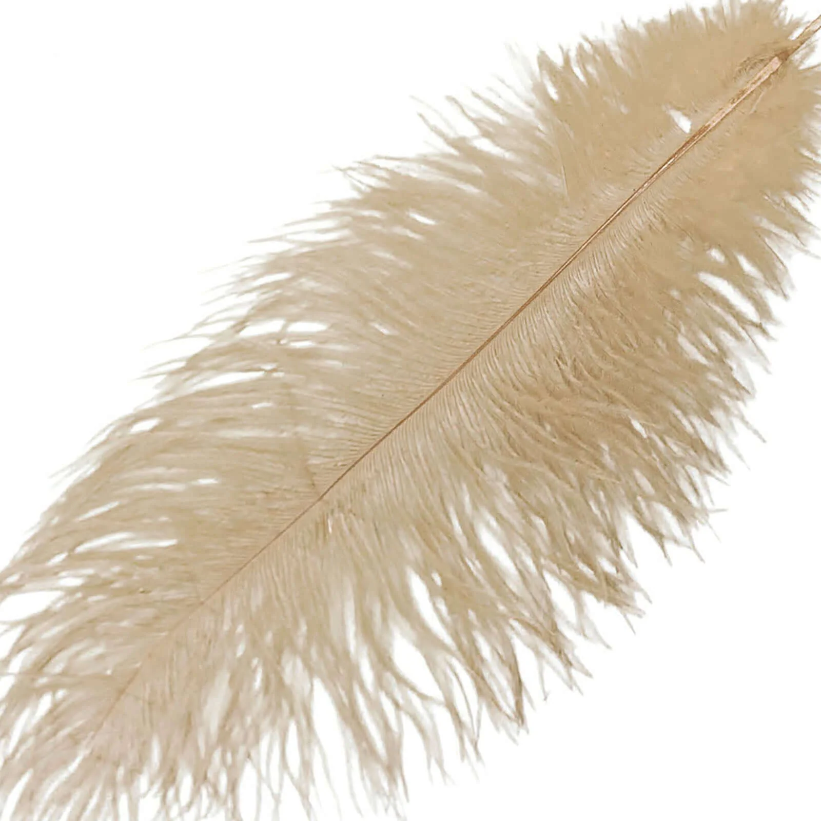 12 Pack Beige Natural Plume Real Ostrich Feathers, DIY Centerpiece Fillers 13"-15" - Image 8