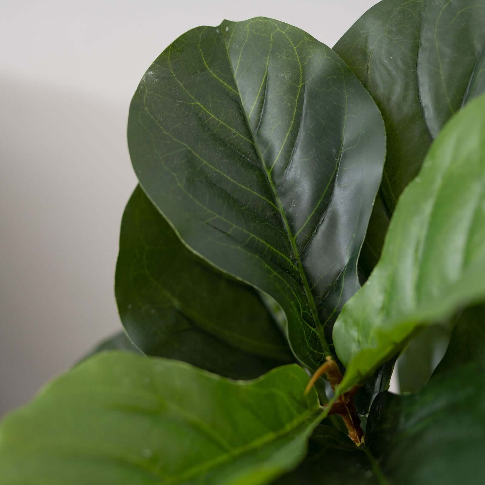 2 Pack Artificial Fiddle Leaf Fig Tree Potted Indoor Planter 3ft - Image 7
