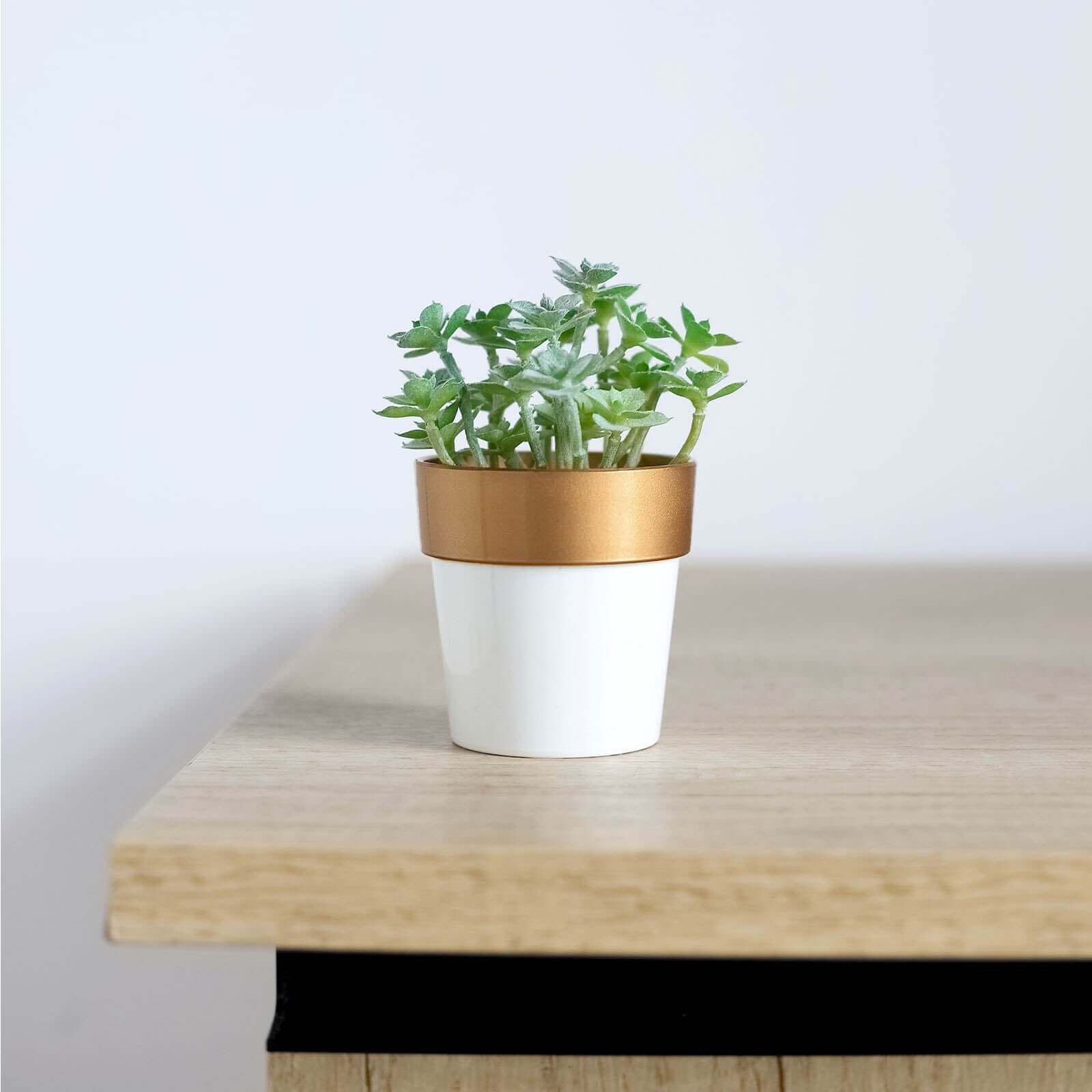 3-Pack Plastic Flower Plant Pots 3" White with Gold Rim - Indoor Decorative Planters - Image 7