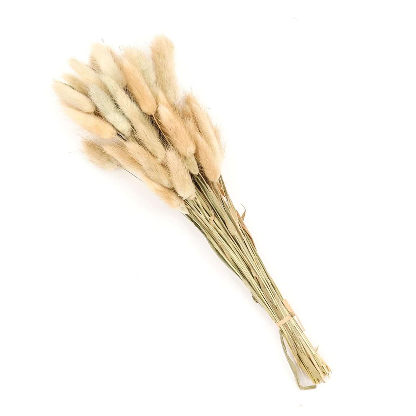 50-Pack Dried Bunny Tail Grass 15" Natural - Fluffy Lagurus Ovatus Rabbit Tail Ornamental Grass - Image 6