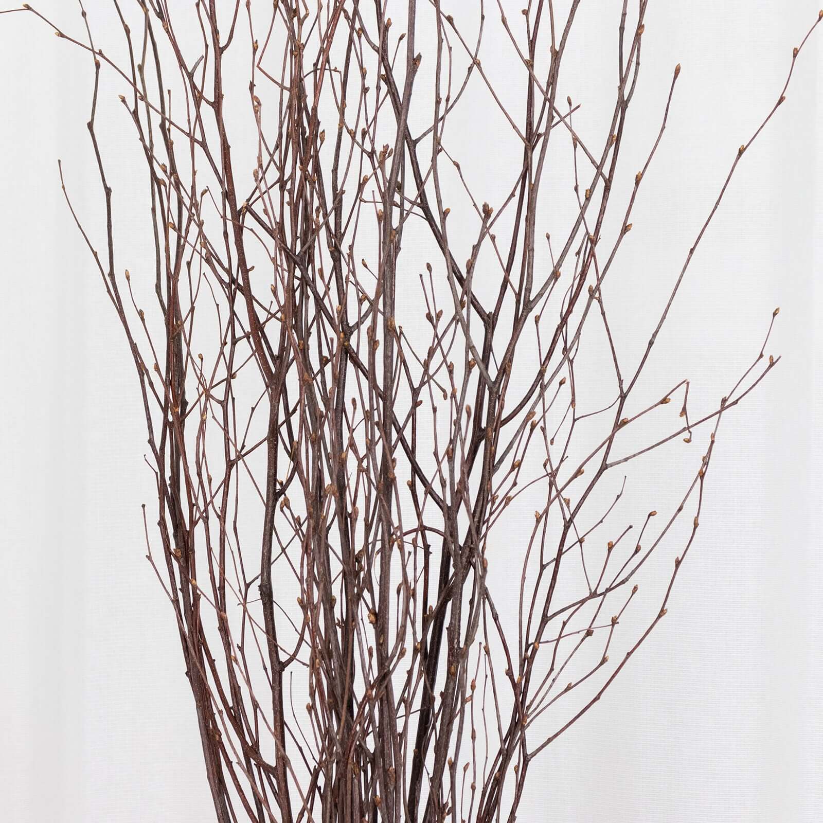 6-Pack Birch Tree Branches 46" Natural - Rustic Dried Willow Twigs Sticks - Image 8