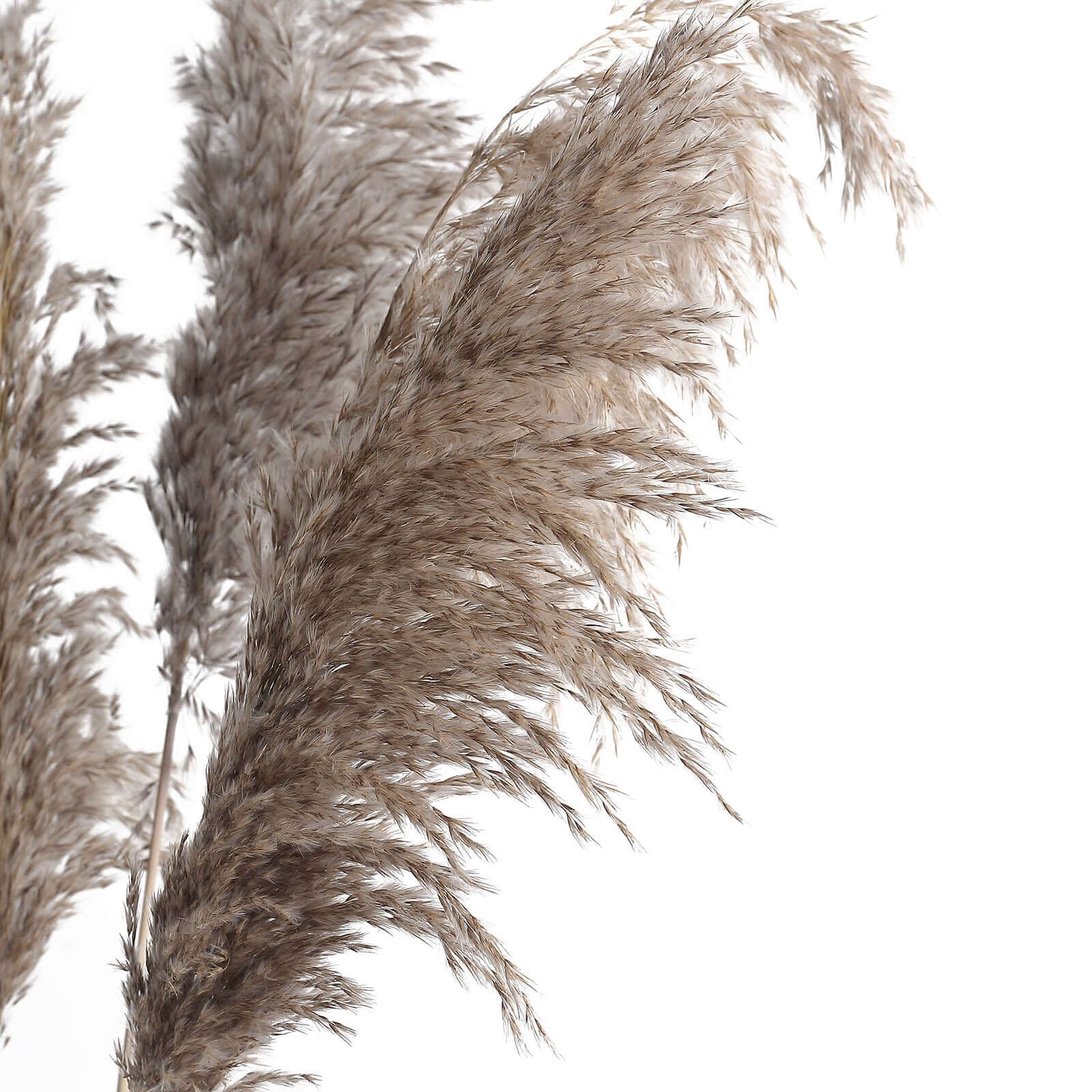 6 Stems Natural Dried Pampas Grass Decor 32" Natural Tint - Fluffy Plant Sprays - Image 17
