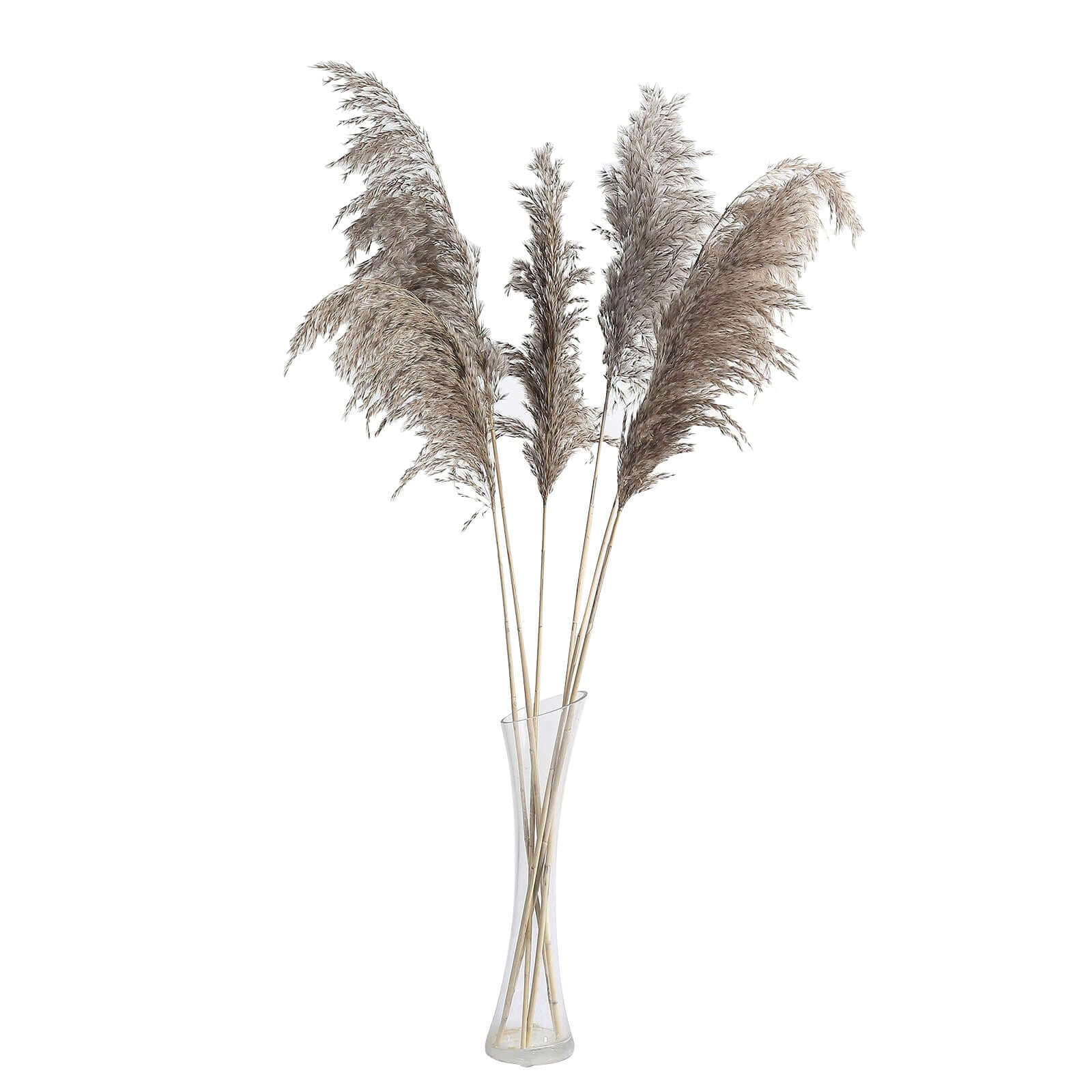 6 Stems Natural Dried Pampas Grass Decor 32" Natural Tint - Fluffy Plant Sprays - Image 6