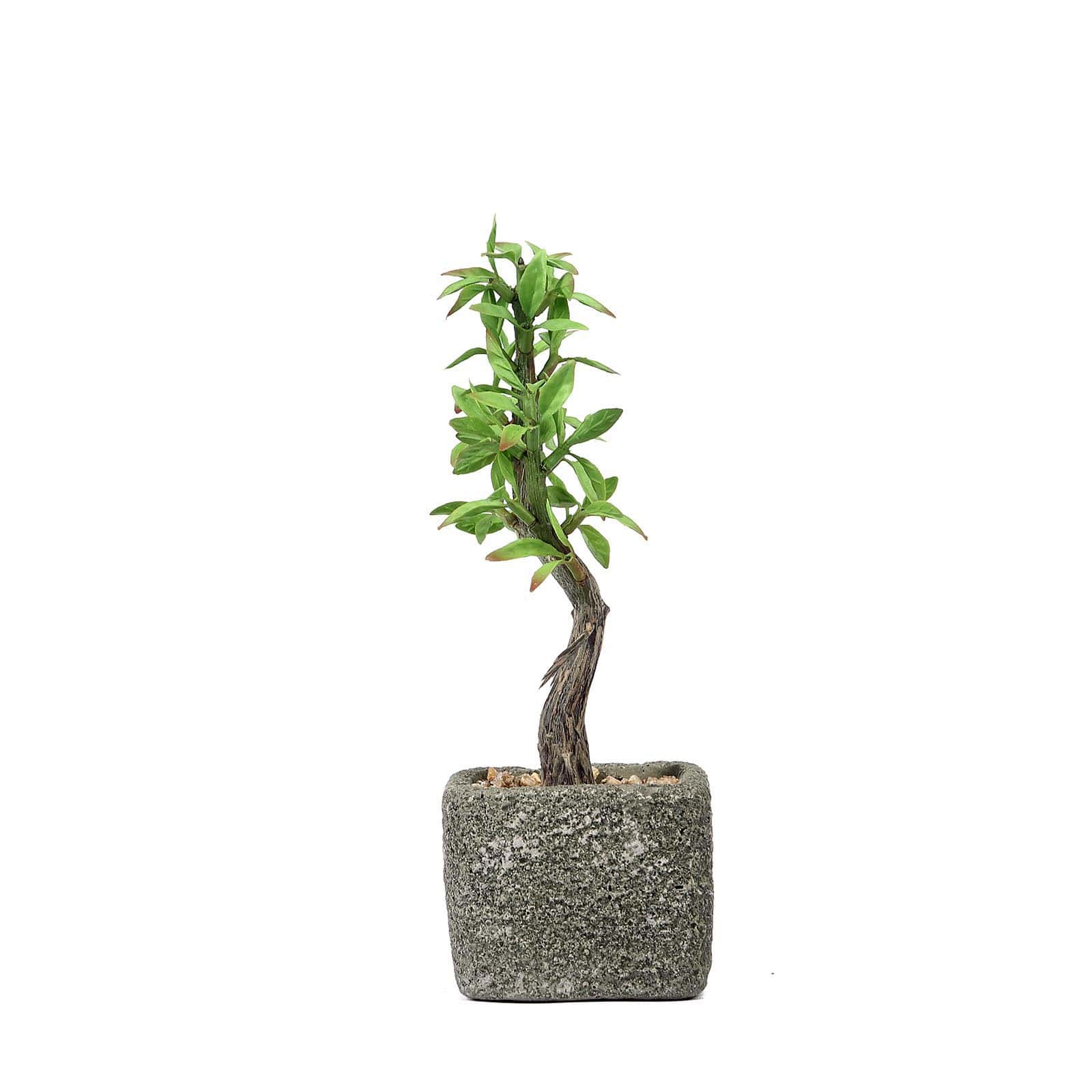Willow Tree Artificial Succulents in Concrete Pot 9" - Realistic Maintenance-Free Faux Plants for Bathroom Coffee Table Shelves & Desk - Image 10